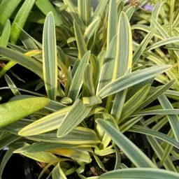 Agapanthus Agapetite Sparkle (Dwarf Agapanthus Agapetite Sparkle)