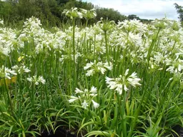 Agapanthus Finn