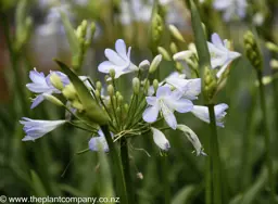 Agapanthus Gayles Lilac