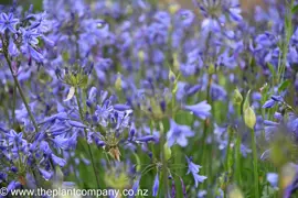 Agapanthus Lapis