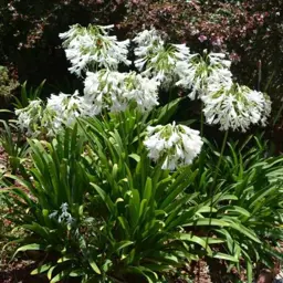 Agapanthus orientalis 'Alba' (African Lily)