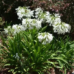 Agapanthus orientalis 'Alba'