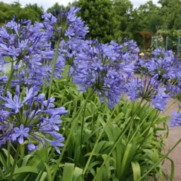Agapanthus orientalis 'Blue' (African Lily)