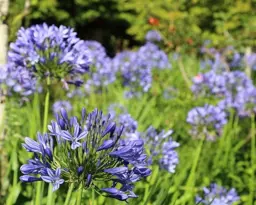 Agapanthus praecox