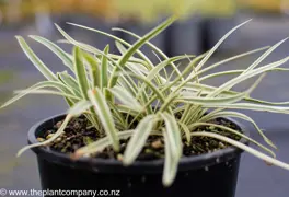 Agapanthus 'Tinkerbell'
