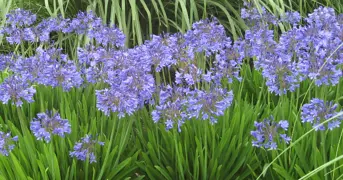 Agapanthus 'Peter Pan' (Lily Of The Nile)
