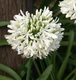 Agapanthus 'Snowball' (African Lily)