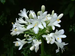 Agapanthus 'White Ice'  (African Lily)