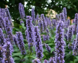 Agastache 'Blue Fortune' (Giant Hyssop)