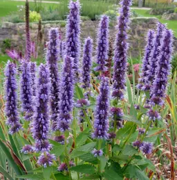 Agastache 'Black Adder' (Giant Hyssop)