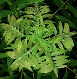 Agathis corbassonii (Red Kauri)