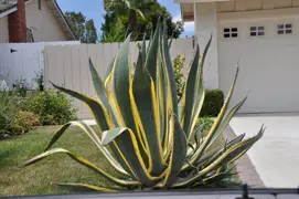 Agave americana 'variegata' (Century Plant)