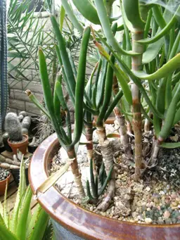 Agave parallelifolia