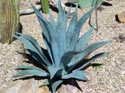 Agave americana