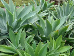 Agave attenuata (Fox Tail Agave)