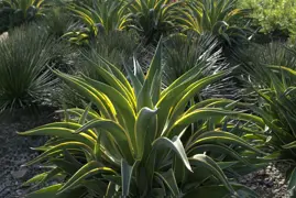 Agave desmettiana 'Variegata' (Variegated Smooth Agave)