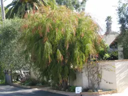 Agonis flexuosa (Willow Myrtle)