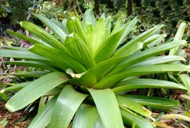 Alcantarea brasiliana (Bromeliad)