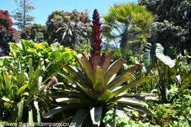 Alcantarea imperialis (Bromeliad)