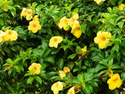 Allamanda cathartica