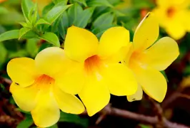 Allamanda cathartica (Golden Trumpet Vine)