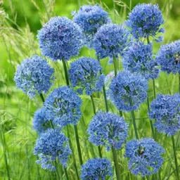 Allium caeruleum