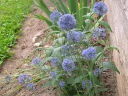 Allium caeruleum