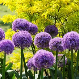 Allium giganteum