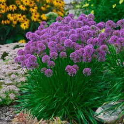 Allium 'Millennium'