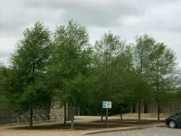 Alnus cordata (Italian Alder)