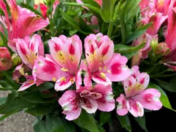 Alstroemeria Inca Flamingo (Peruvian Lily)