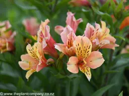 Alstroemeria Inca Ice (Peruvian Lily)