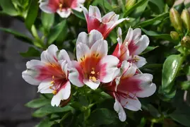 Alstroemeria Inca Lucky