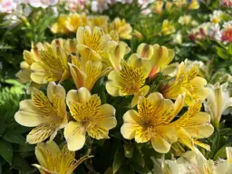 Alstroemeria 'Inca Rio' (Peruvian Lily)