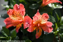 Alstroemeria Summer Holiday (Peruvian Lily)