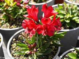Alstroemeria Valentino
