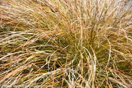 Anemanthele lessoniana (Wind Grass)