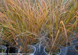 Anemanthele lessoniana (Pheasant's Tail Grass)