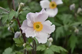 Anemone Dreaming Swan