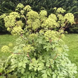 Angelica archangelica