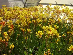 Anigozanthos 'Gold Velvet'  (Kangaroo Paw)