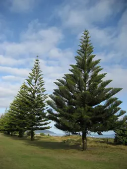 Araucaria hetrophylla (Norfolk Pine)