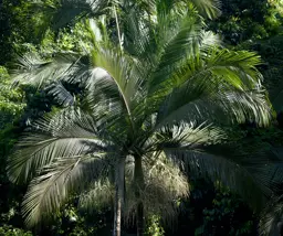 Archontophoenix alexandrae (Alexander Palm)