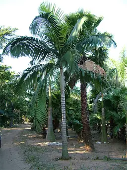Archontophoenix alexandrae (King Palm)