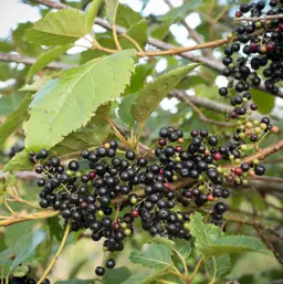 Aristotelia serrata (Wineberry)