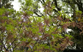 Aristotelia serrata