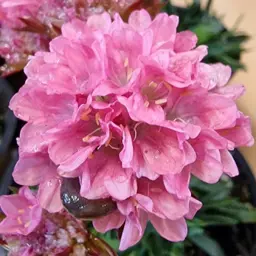 Armeria Armazing Little Peach