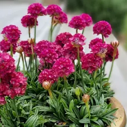 Armeria Armazing Little Ruby
