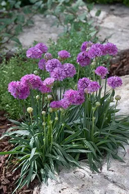 Armeria 'Ballerina Lilac'