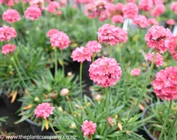 Armeria 'Dreamland'